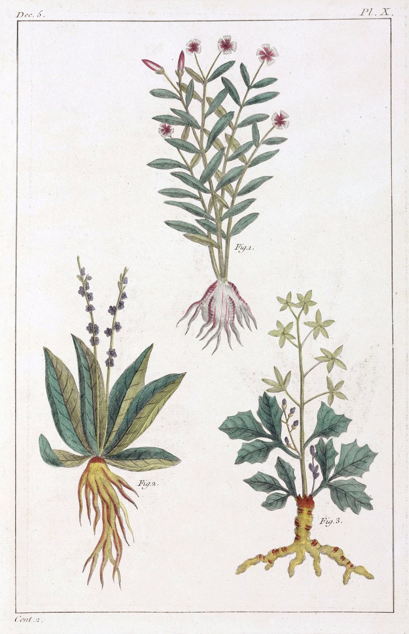 Plantes médicinales, Chine - Unbekannt