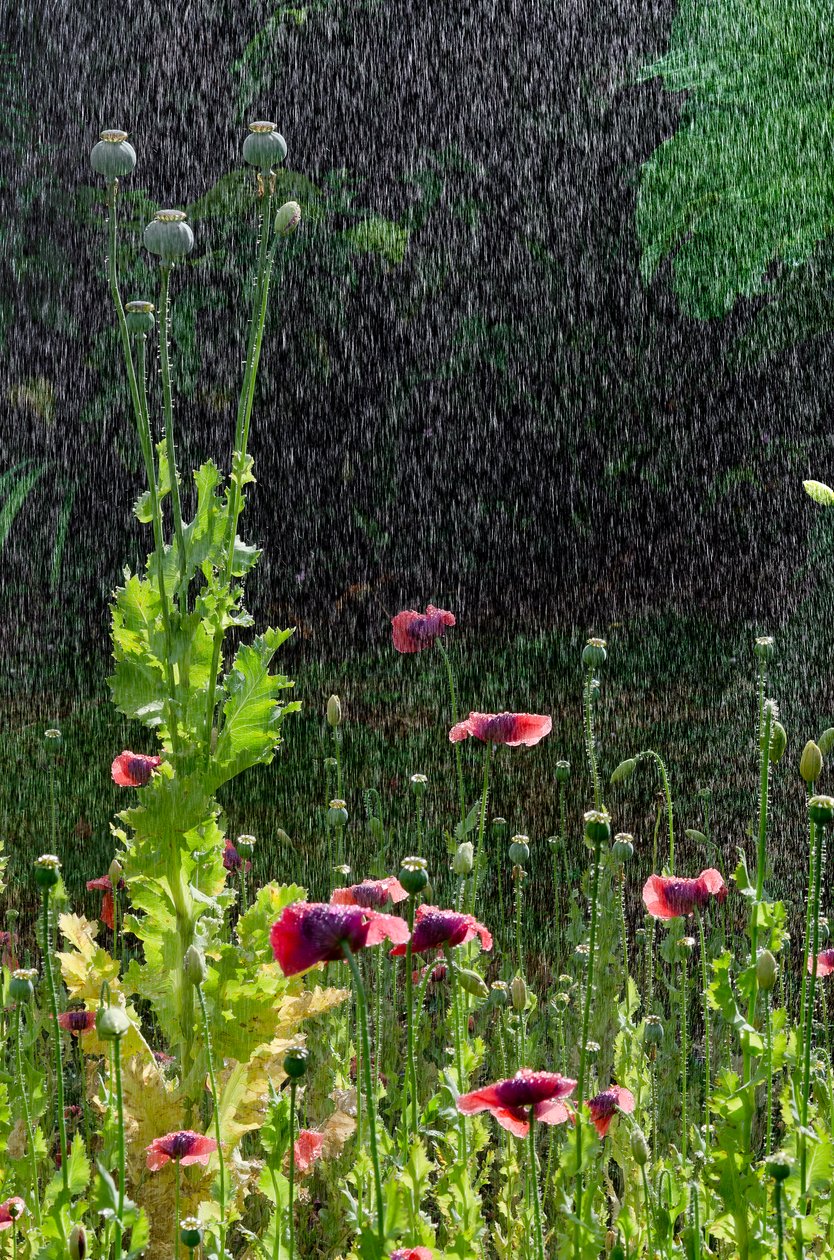 Fleurs et têtes de graines de pavot (Papaver somniferum) sous une averse d