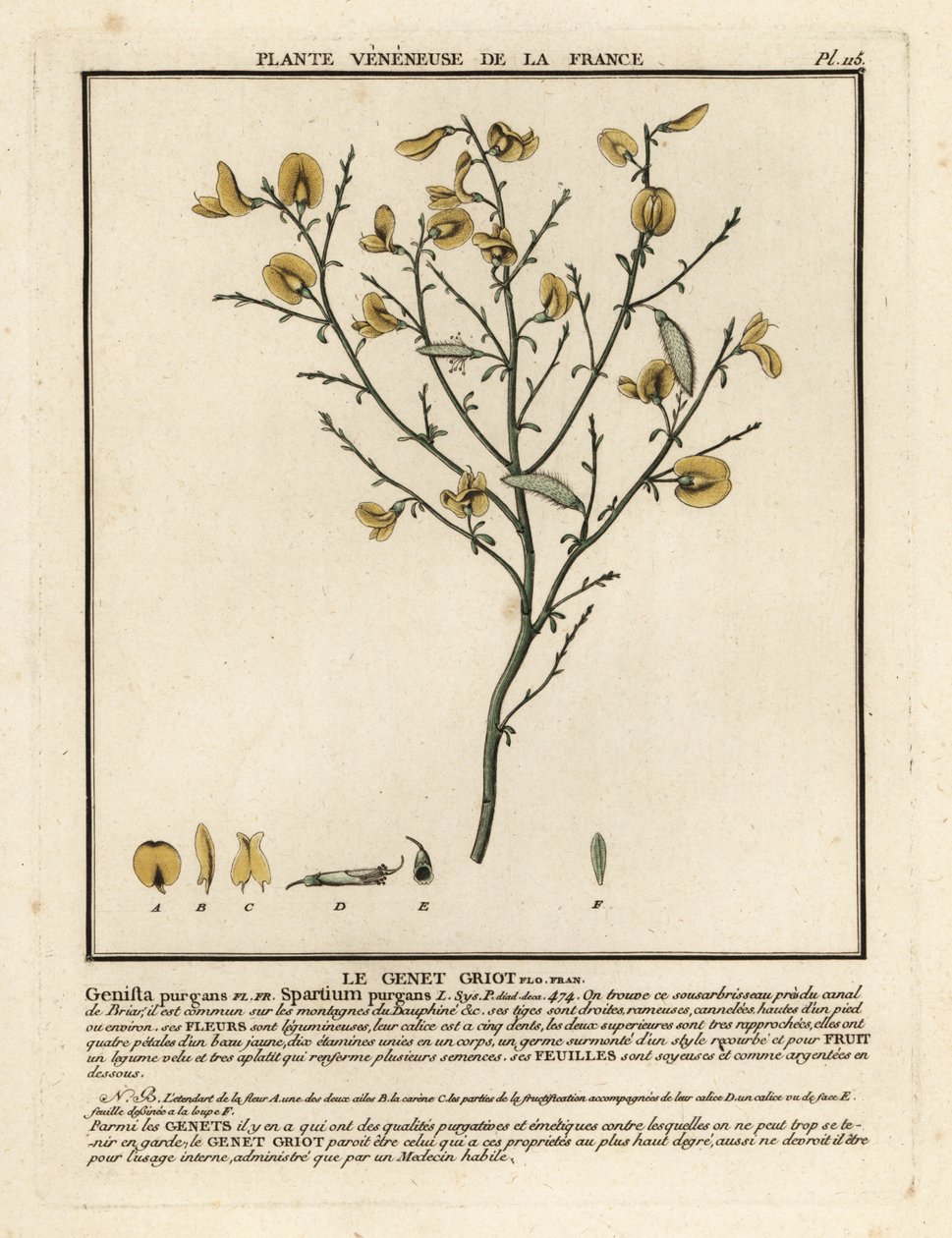 Genêt purgatif, Cytisus purgans - Unbekannter Künstler