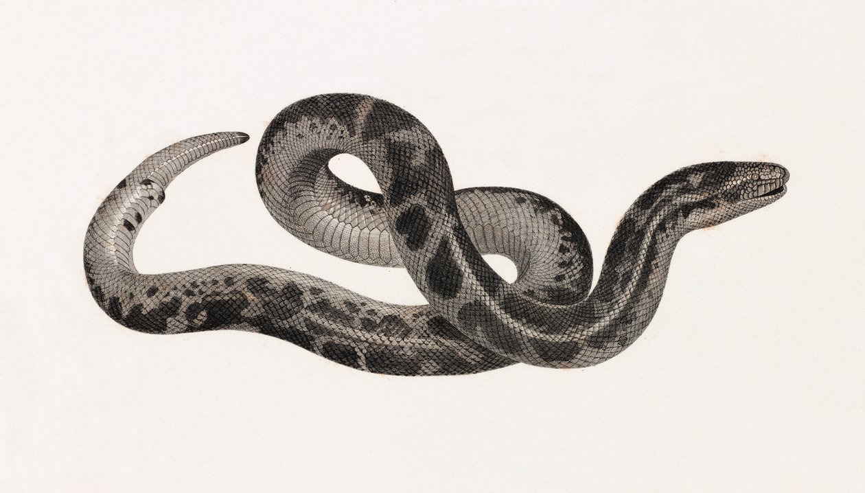 Reptiles : un serpent de Thébaïde - Unbekannt