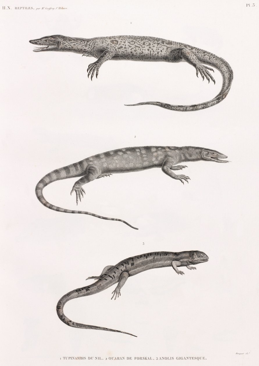 Reptiles : Tupinambis du Nil - Unbekannt