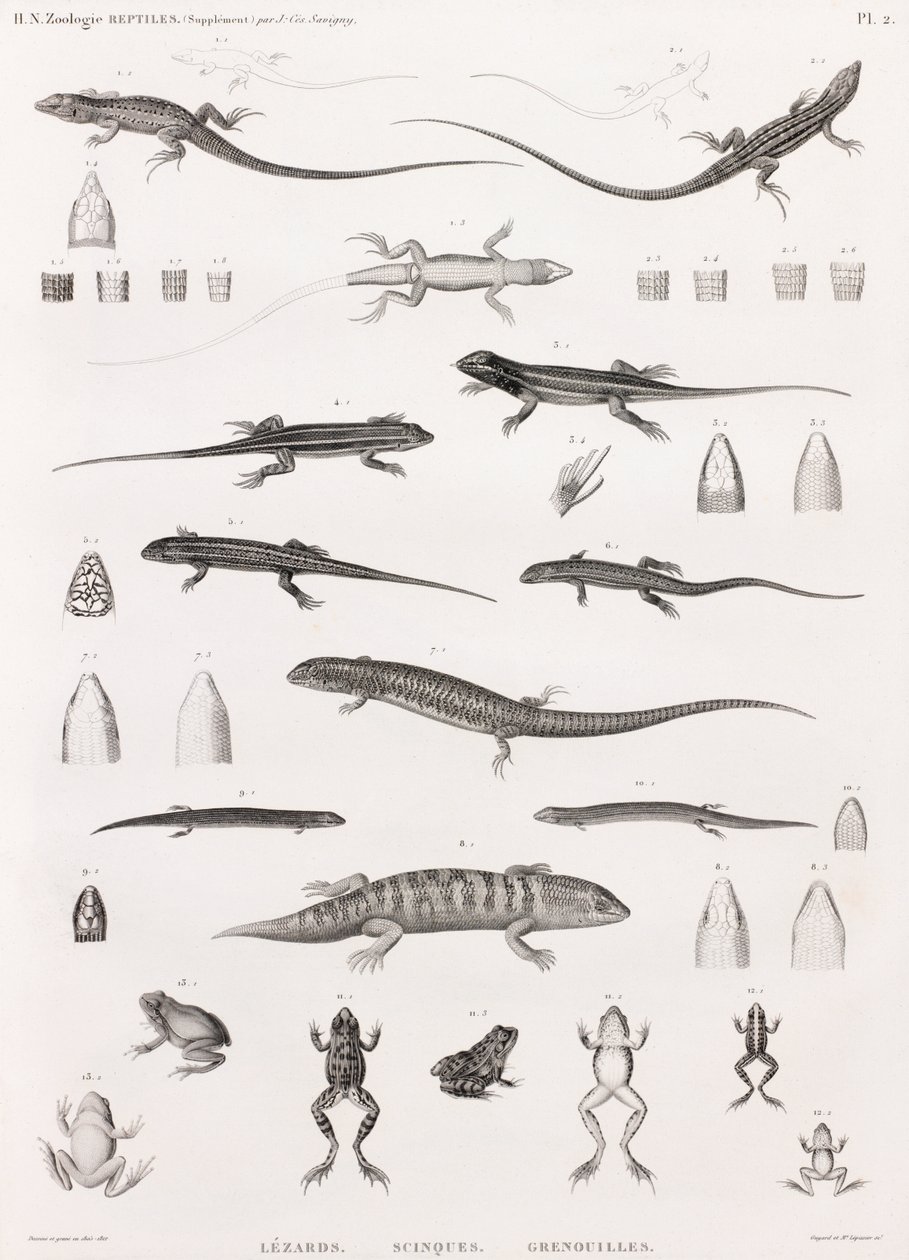 Reptiles : série d