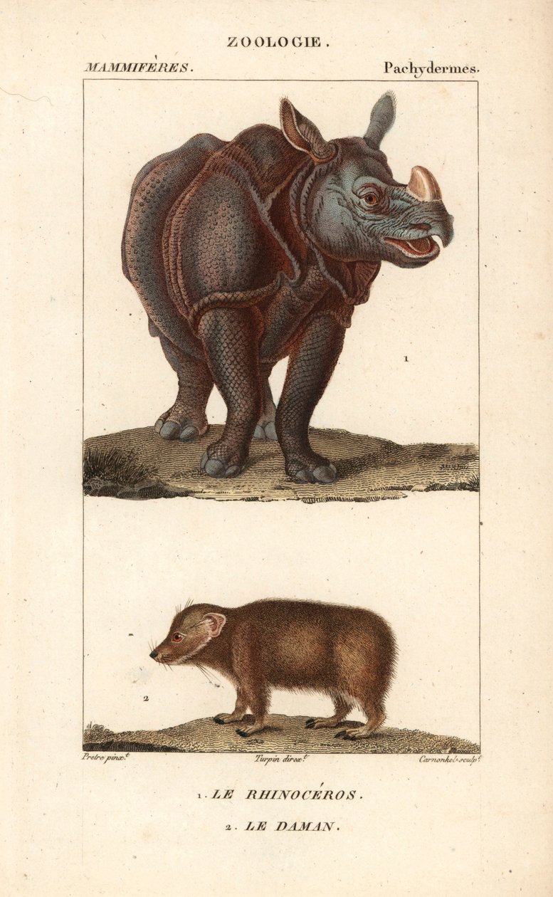 Rhinocéros et daman ou clade - Unbekannter Künstler