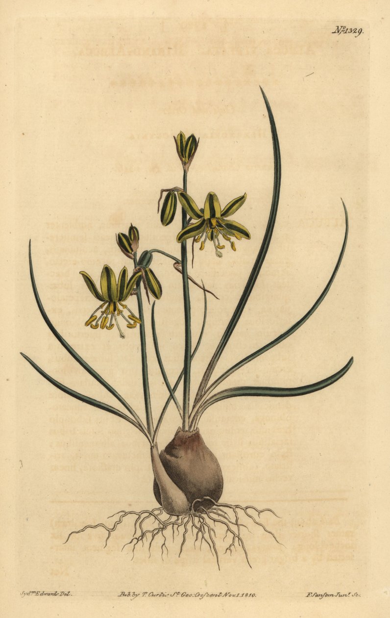 Albuca vittata - Unbekannt