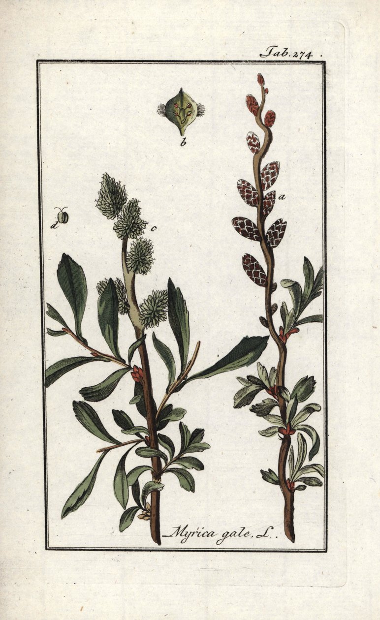 Poivre royal ou myrte des marais (Myrica gale). Lithographie de « Afbeelding der Artseny-Gewassen » par Johannes Zorn (1739-1799), Pays-Bas - Unbekannter Künstler