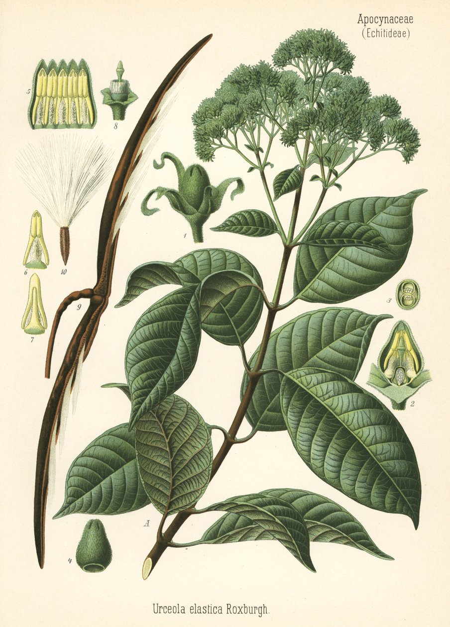 Arbre à caoutchouc, Urceola elastica. Chromolithographie d