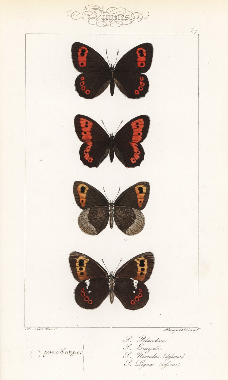 Argus écossais, Erebia aethiops, grand némusien, Erebia euryale, némusien d