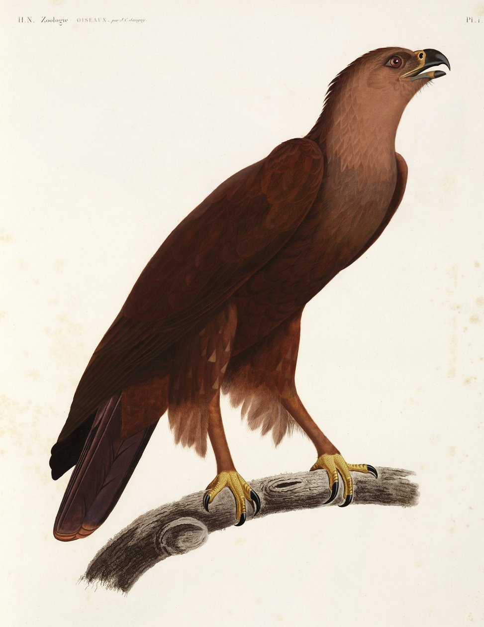 Aigle criard, Égypte - Unbekannter Künstler