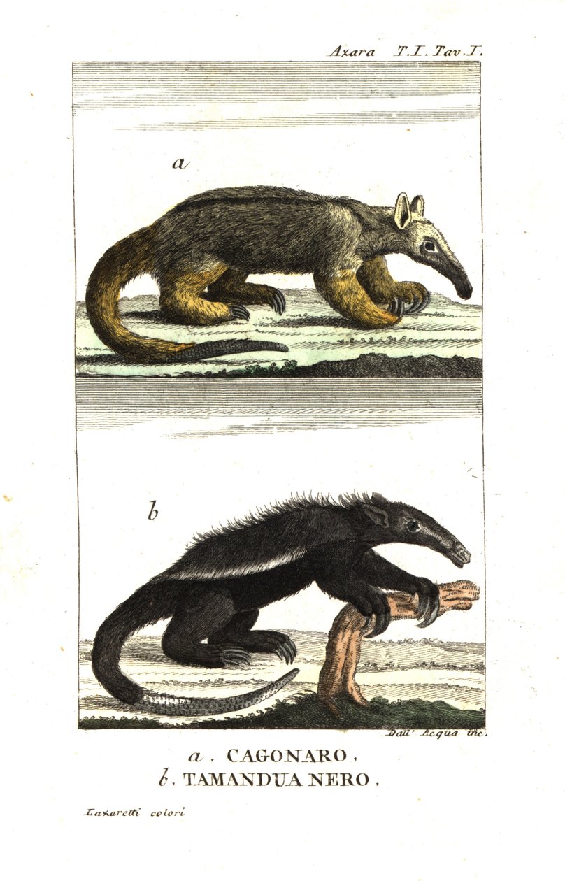 Fourmilier soyeux ou fourmilier pygmée (Fourmilier) (Cagouare d