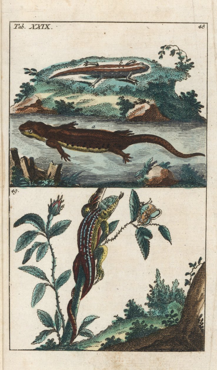 Triton lisse ou commun et lézard des sables - Eau-forte par Gottlieb Tobias Wilhelm (1758-1811), de l