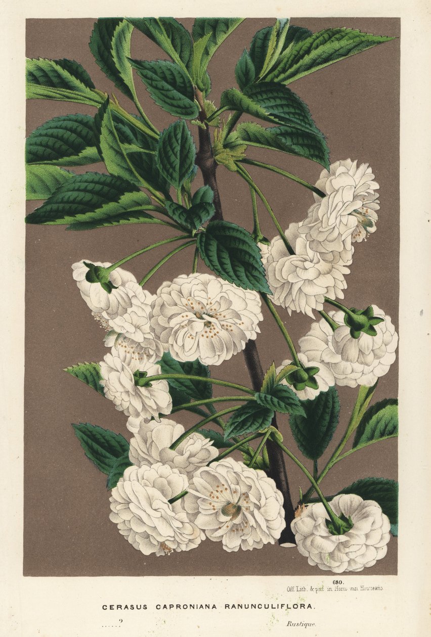 Cerisier acide, Prunus cerasus (caproniana ranunculiflora). Lithographie coloriée à la main de Flowers of the Gardens and Hothouses of Europe, Flore des Serres et des Jardins de l