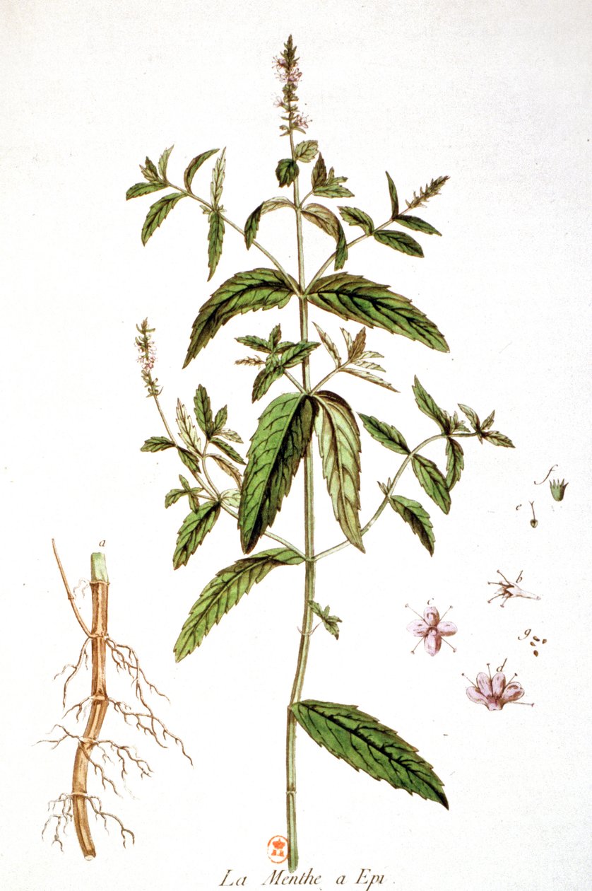 Menthe verte - Unbekannter Künstler
