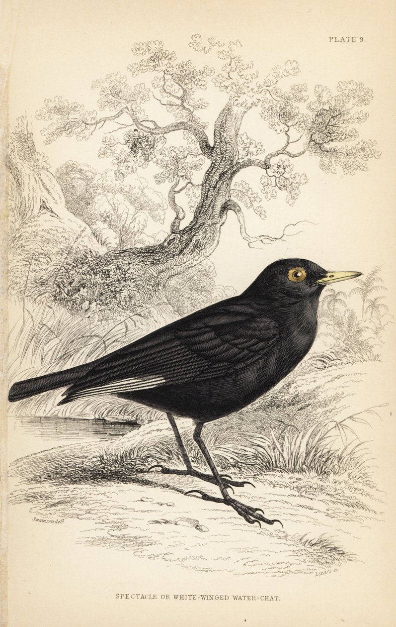 Tyran à lunettes, Hymenops perspicillatus (Tyran à ailes blanches, Perspicilla leucoptera). Gravure sur acier coloriée à la main par William Lizars d