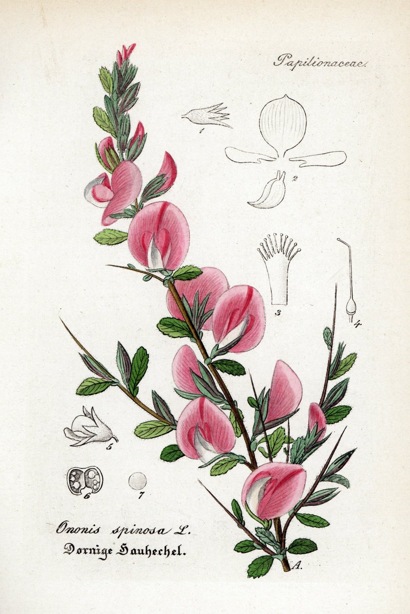 Bugrane épineuse, Ononis spinosa. Gravure en cuivre colorée à la main tirée du Hand-Atlas de toutes les plantes médicinales et pharmaceutiques de Dr. Willibald Artus - Unbekannter Künstler