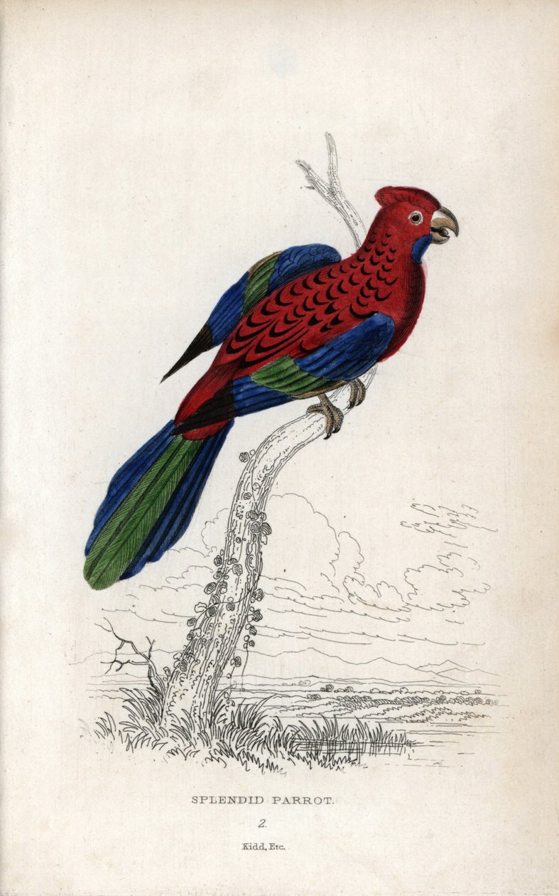 Perroquet splendide (Psittacus gloriosus). Platycerus elegans. Lithographie de Joseph Kidd, d