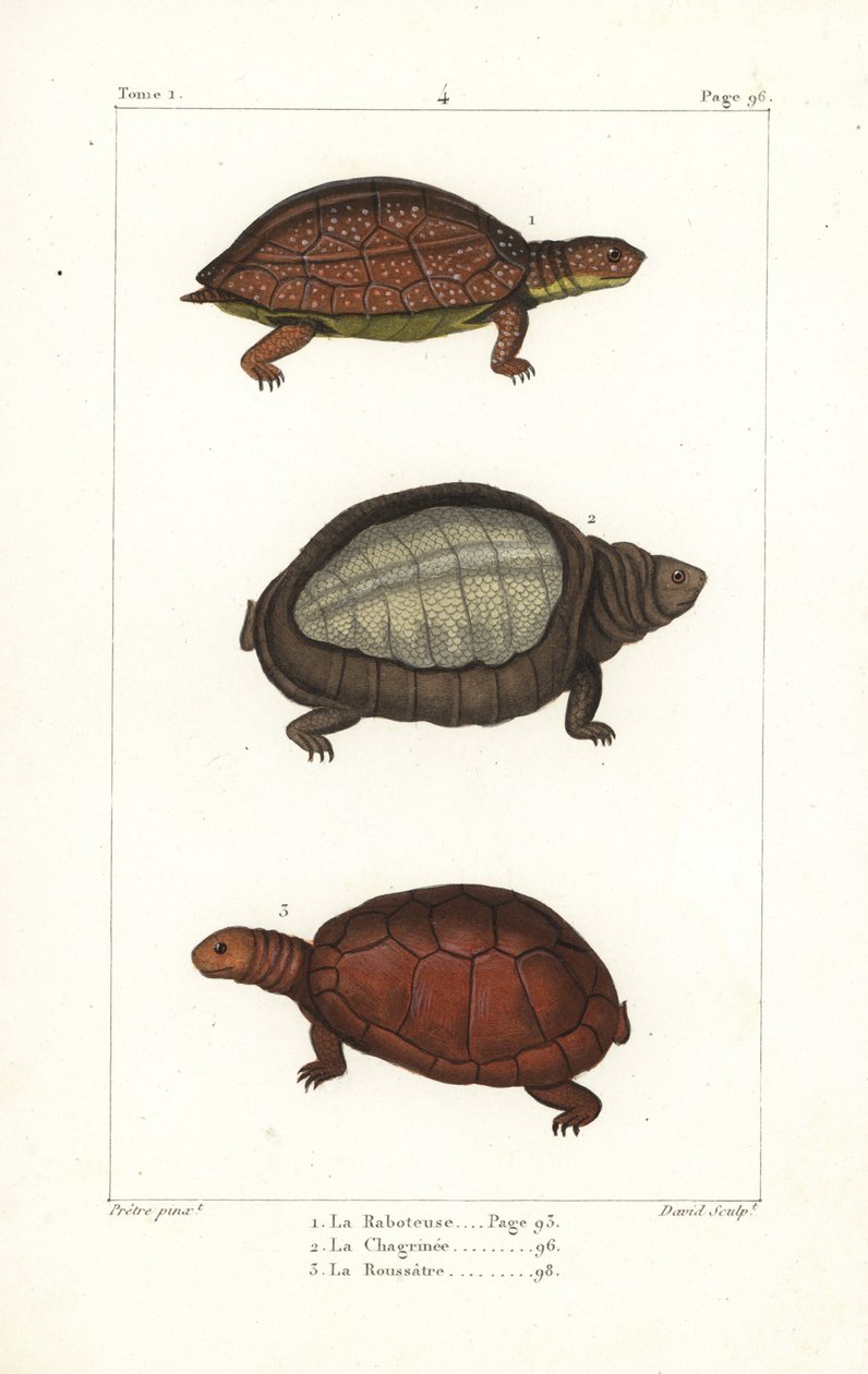 Tortue à pattes tachetées, Rhinoclemmys punctularia, tortue à carapace molle indienne, Lyssemys punctata, et tortue casquée nord-africaine, Pelomedusa subrufa olivacea - Unbekannter Künstler