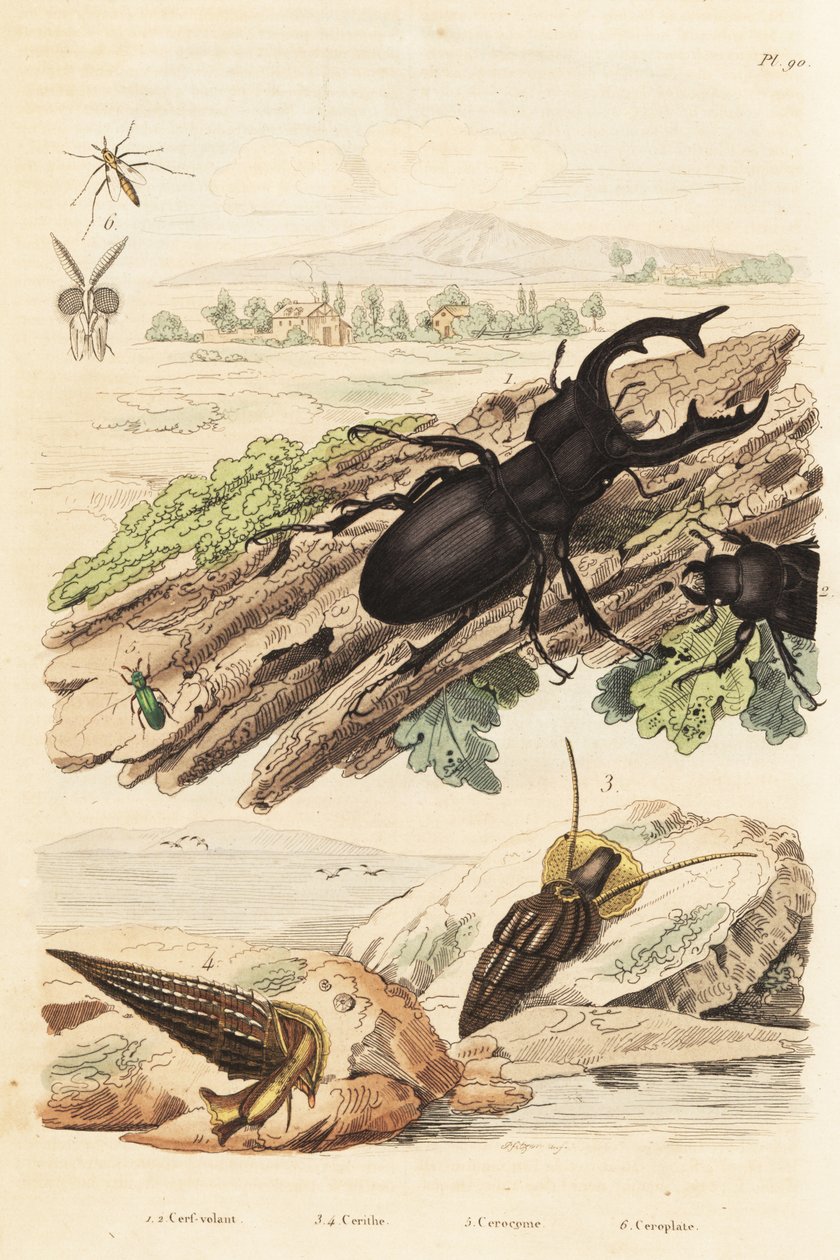 Lucane cerf-volant, Lucanus cervus 1, Cerithium sulcatum et Rhinoclavis aspera mollusques 3,4, Cerocoma elateroides 5 et Keroplatus tipuloides guêpe 6 - Unbekannt