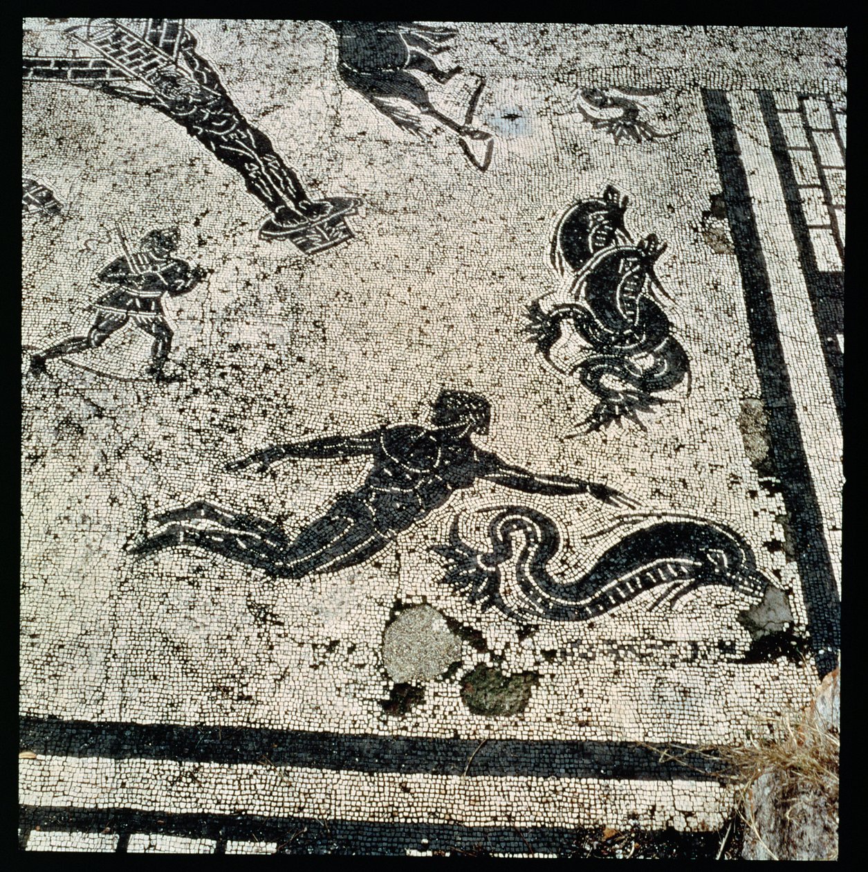Nager avec les dauphins, du Frigidarium des thermes d