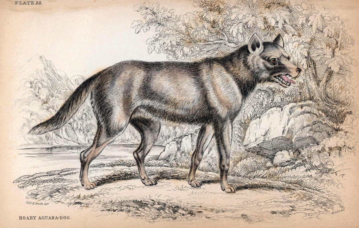 Le Chenu ou Renard du Brésil, Lycalopex vetulus - Lithographie par le Colonel Charles Hamilton Smith pour illustrer la Bibliothèque du Naturaliste: Chiens par Sir William Jardine, édition W. H Lizars, Édimbourg, Écosse - Unbekannter Künstler