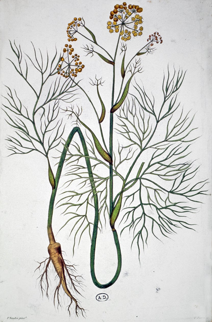 Le fenouil, vers 1850 - Unbekannter Künstler