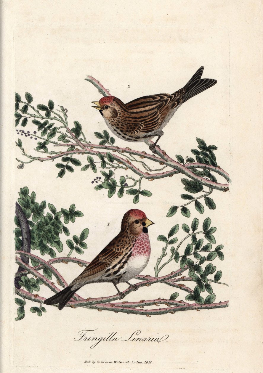 Le sizerin ou petite linotte. Gravure en cuivre colorée par George Graves, dans British Ornithology - Unbekannter Künstler