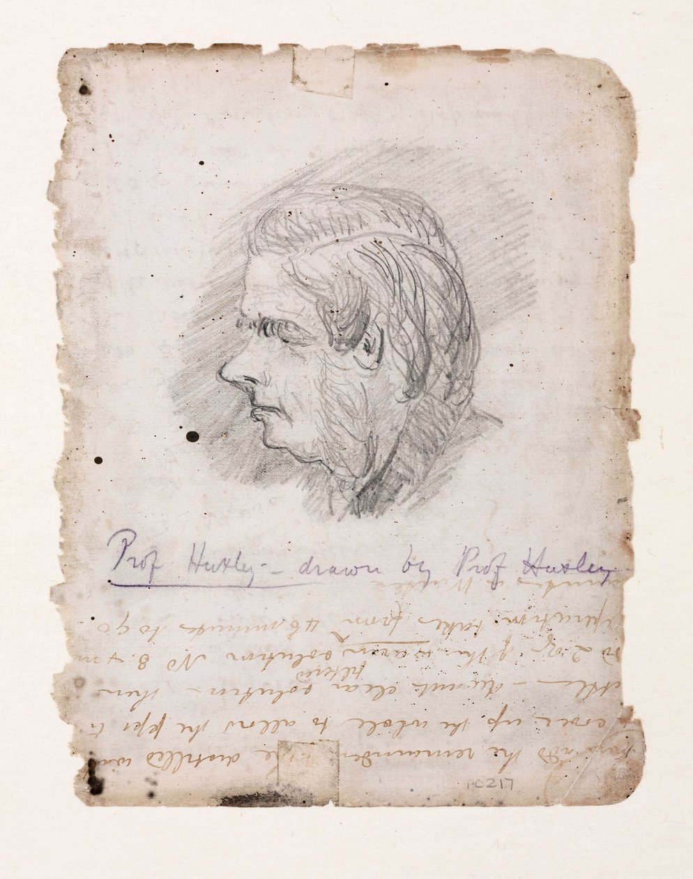 Thomas Henry Huxley, biologiste anglais, milieu-fin 19e siècle - Unbekannt