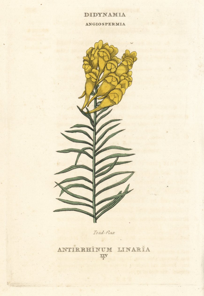Linaire commune, Linaria vulgaris (Antirrhinum linaria). Gravure sur cuivre coloriée à la main d
