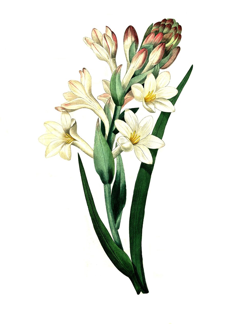 Tubéreuse, Agave amica (Agave polianthes), reproduction numérique d