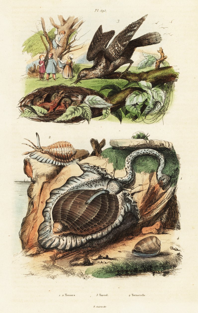 Coquilles de tun et torcol fourmilier - Unbekannter Künstler