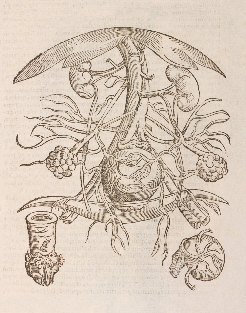 Utérus montrant l