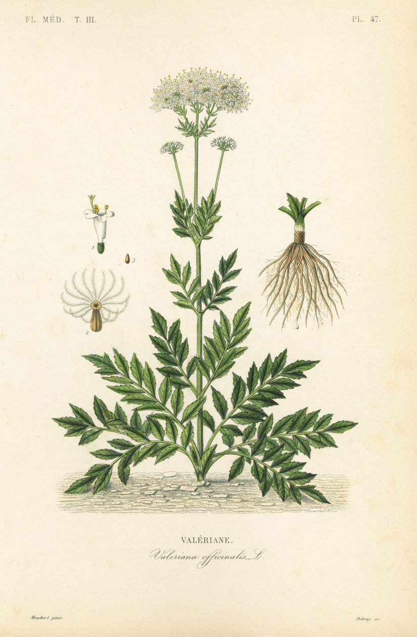 Valériane, Valeriana officinalis - Unbekannt