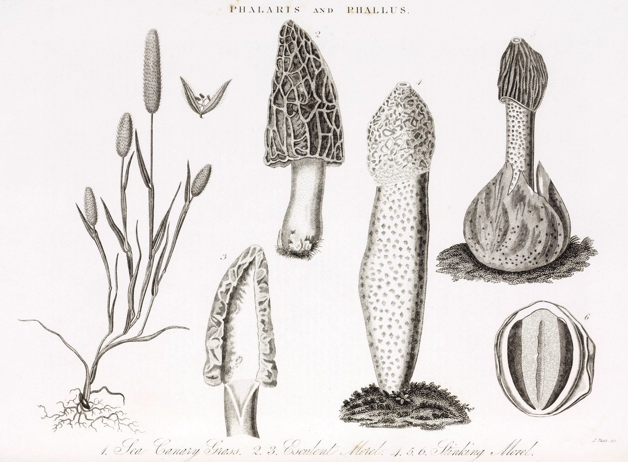 Variété de graminée phalaris aquatica et des champignons morille - Unbekannt