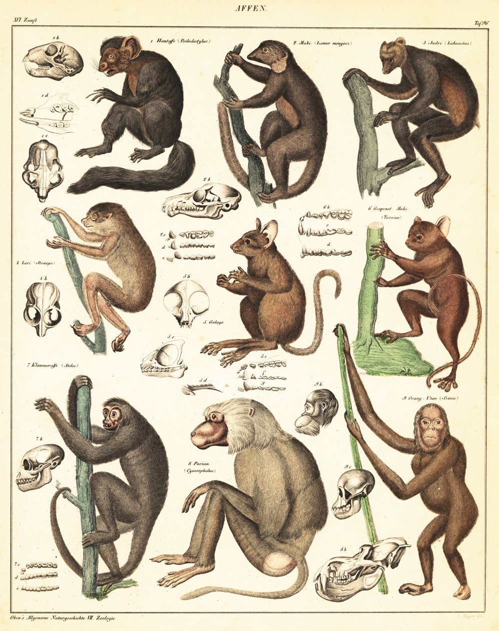 Variétés de singes - Unbekannter Künstler