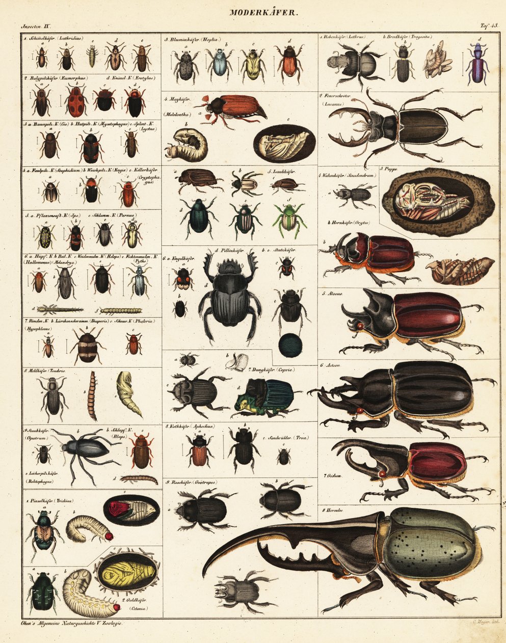Variétés de coléoptères (lithographie) - Unbekannter Künstler