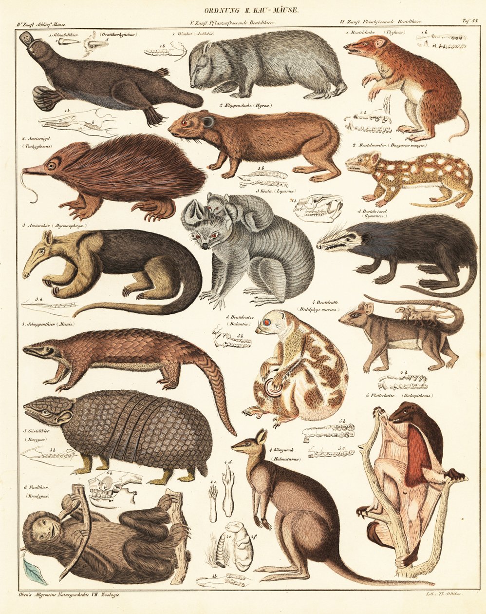 Variétés de marsupiaux (lithographie) - Unbekannter Künstler