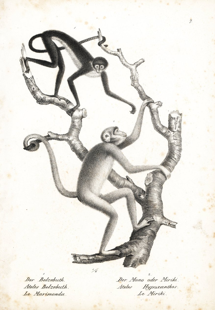 Singe-araignée à ventre blanc, Ateles belzebuth (en danger), et muriqui du nord, Brachyteles hypoxanthus (Ateles hypoxanthus), en danger critique. Lithographie par Karl Joseph Brodtmann de l
