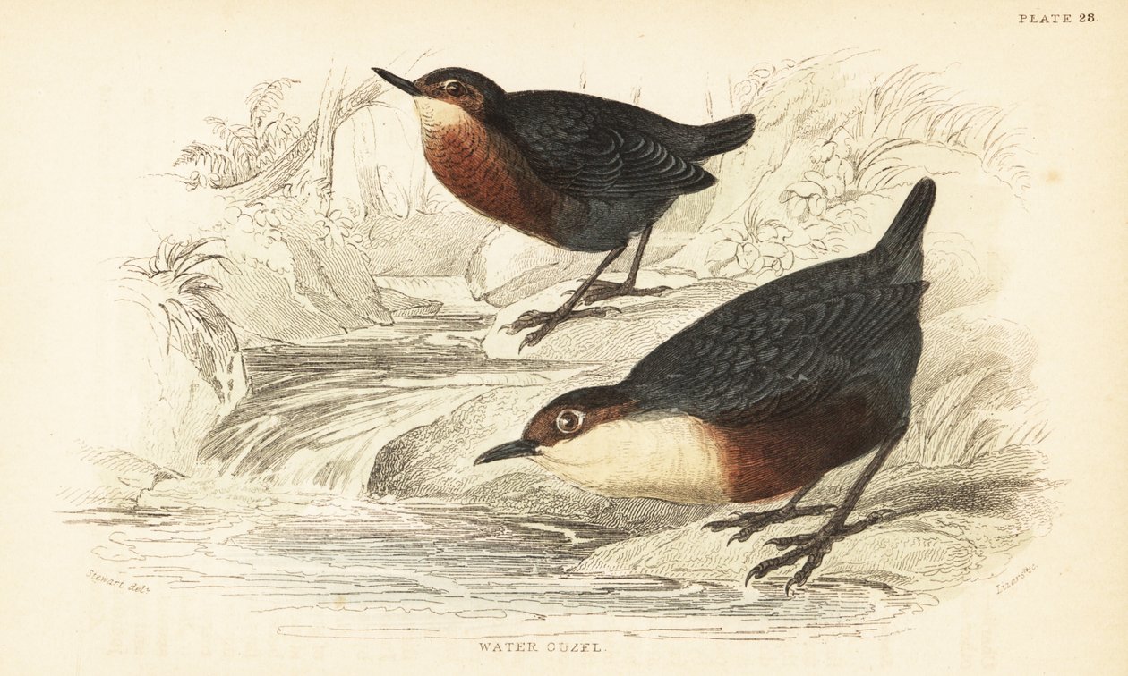 Cincle plongeur, Cinclus cinclus - Unbekannter Künstler