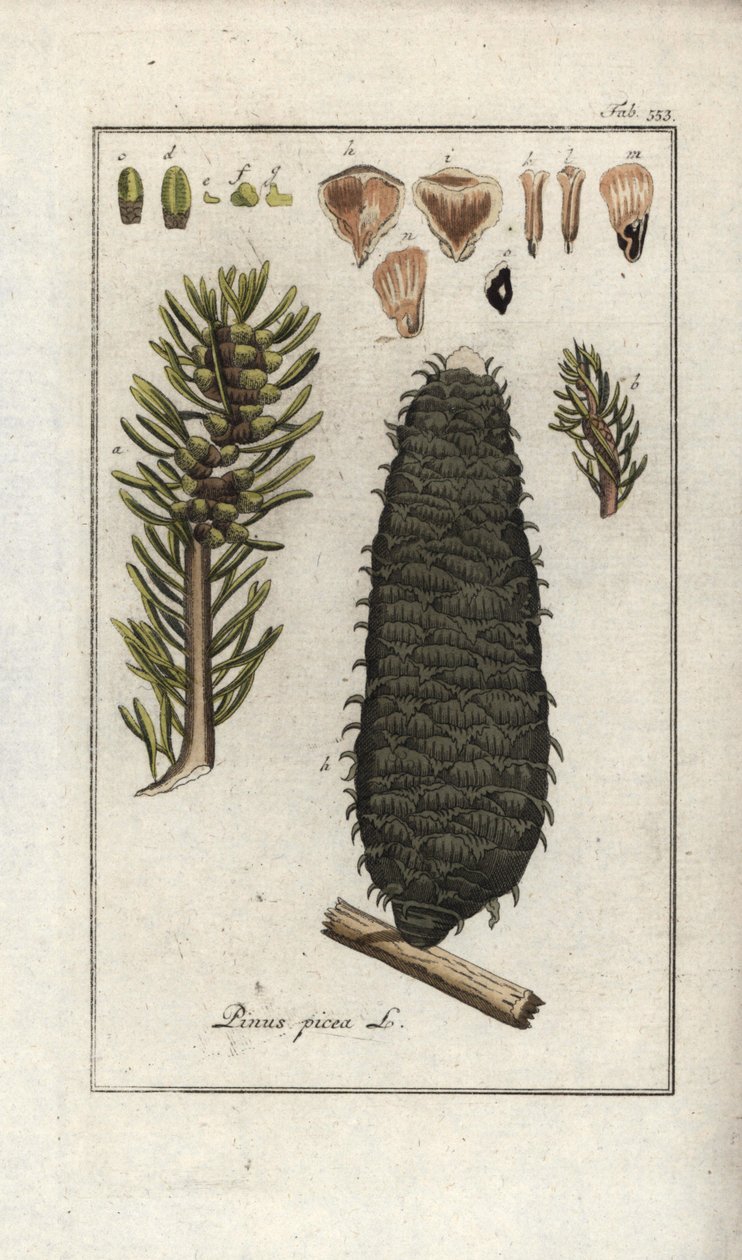 Sapin blanc ou pectine ou sapin des Vosges (Abies alba) - Unbekannter Künstler