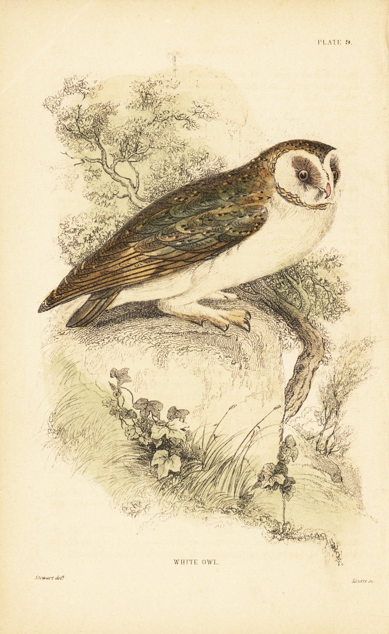 Chouette effraie ou effraie des clochers, Tyto alba, perchée sur un rocher - Unbekannter Künstler