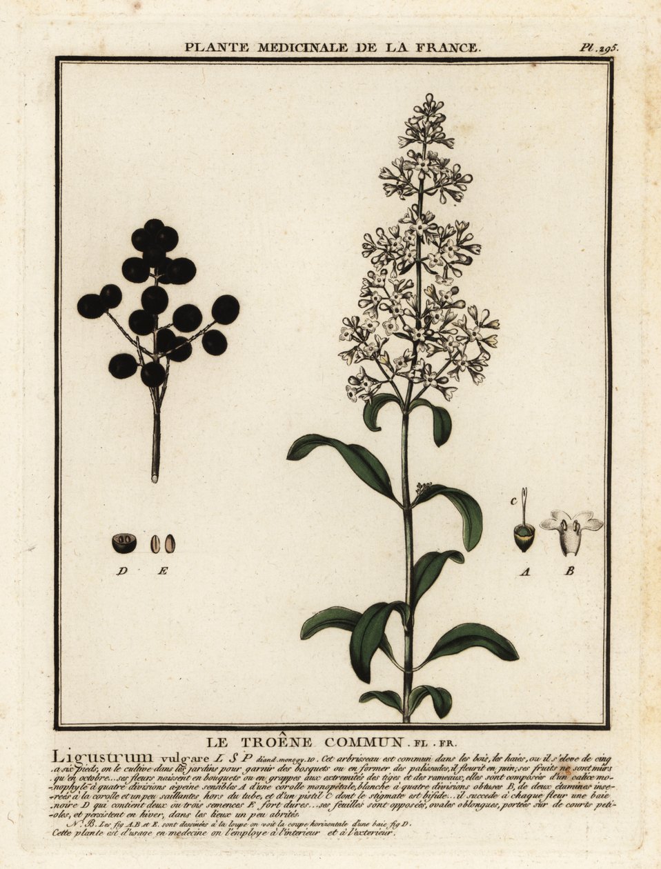 Troène commun, Ligustrum vulgare - Unbekannter Künstler