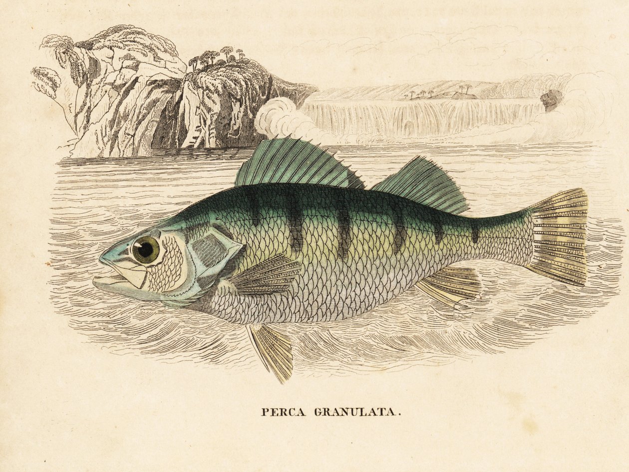 Perche jaune, Perca flavescens. Gravure à l