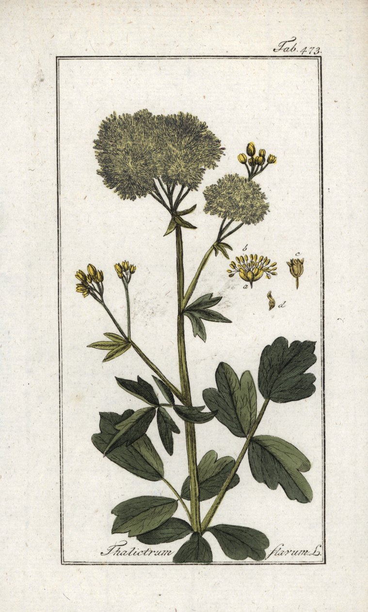 Pigamon jaune (Thalictrum flavum) - Unbekannter Künstler