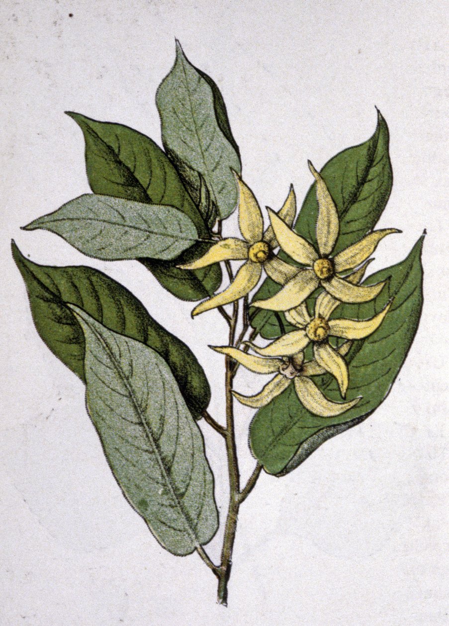 Ylang Ylang, début du 20e siècle (gravure) - Unbekannter Künstler