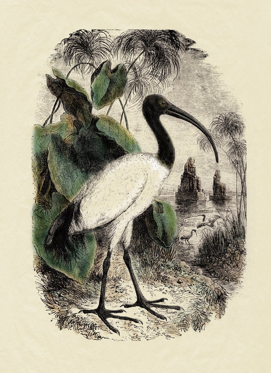Zoologie: Ibis sacré (Threskiornis aethiopicus), gravure du 19ème siècle - Unbekannter Künstler