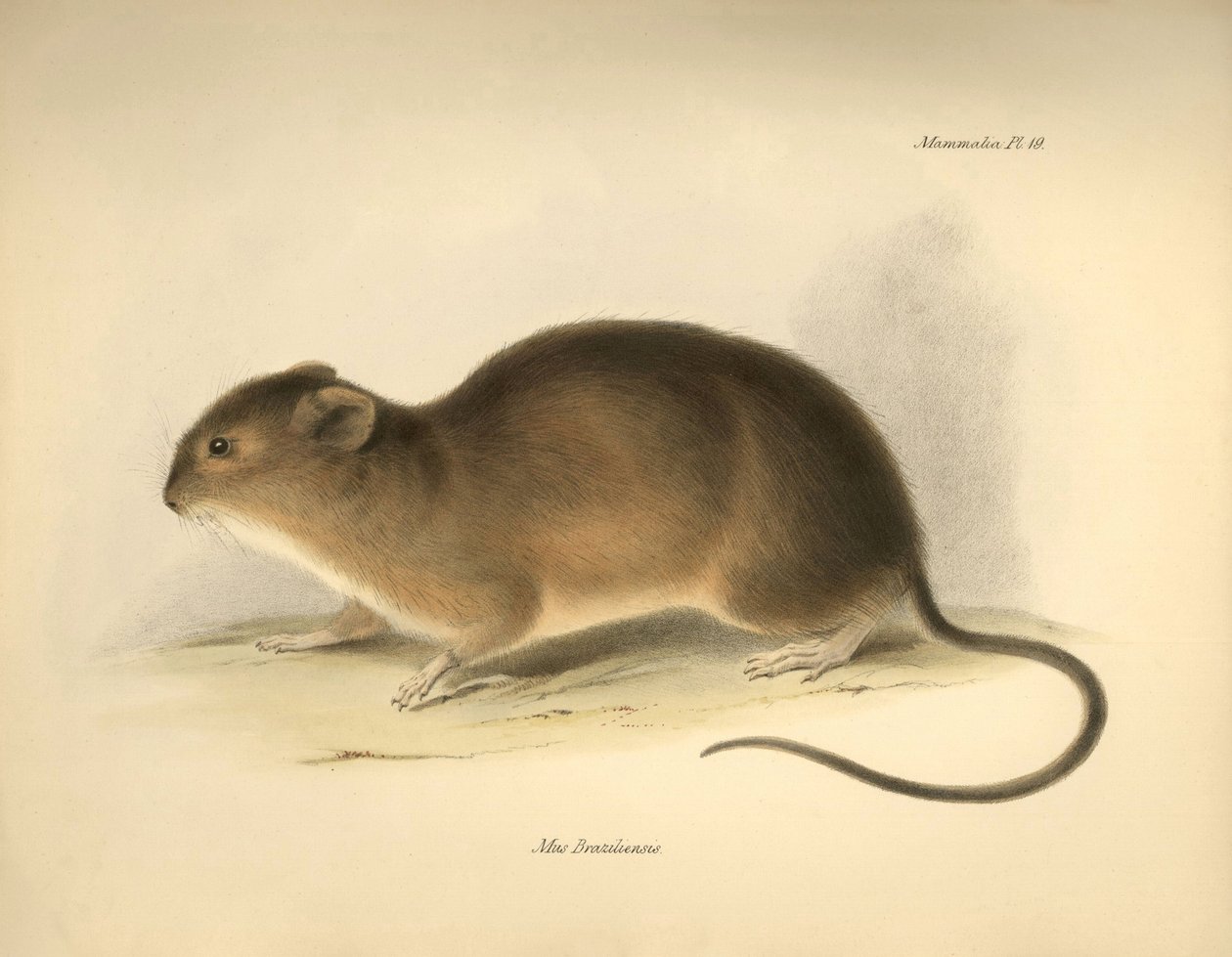 Zoologie : Le « Mus braziliensis » ou souris du Brésil décrite par Charles Darwin lors de son voyage d