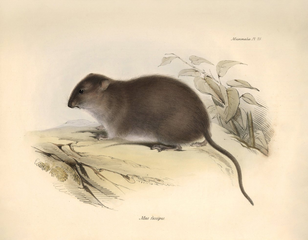 Zoologie : Le "Mus fuscipes" ou rongeur de la côte australienne décrit par Charles Darwin lors de son voyage d