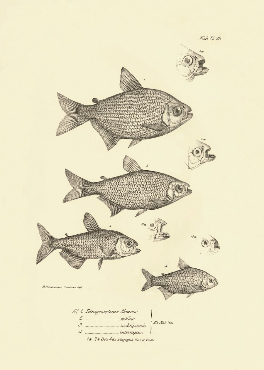 Zoologie : représentation du poisson "Tetragonopterus Abramis, rutilus, scabripinnis, interruptus" décrit par Charles Darwin lors de son voyage à bord du Beagle. Planche de "The zoology of the voyage of H.M.S. Beagle under the command of Captain Fitzroy" - Unbekannter Künstler