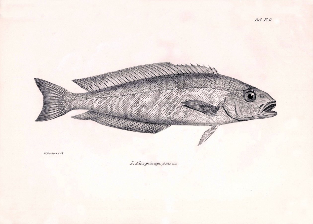 Zoologie: représentation du poisson Latilus princeps décrit par Charles Darwin lors de son voyage à bord du Beagle. Planche de The zoology of the voyage of H.M.S. Beagle sous le commandement du capitaine Fitzroy pendant les années 1832-1836 - Unbekannter Künstler
