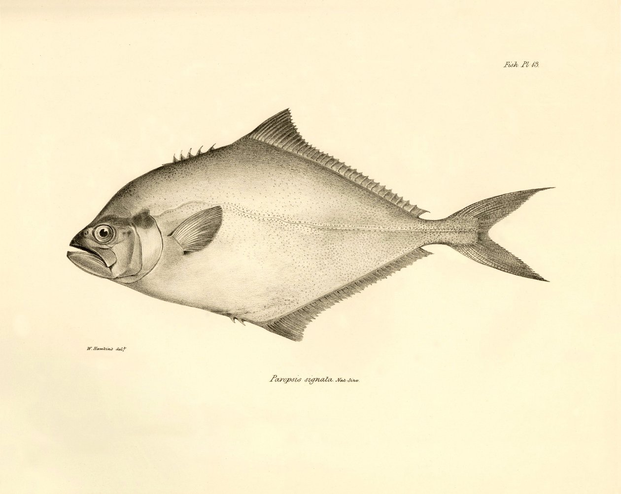 Zoologie : représentation du poisson « Paropsis signata » décrit par Charles Darwin lors de son voyage à bord du Beagle. Planche tirée de « The zoology of the voyage of H.M.S. Beagle under the command of Captain Fitzroy during the years 1832-1836 » - Unbekannter Künstler