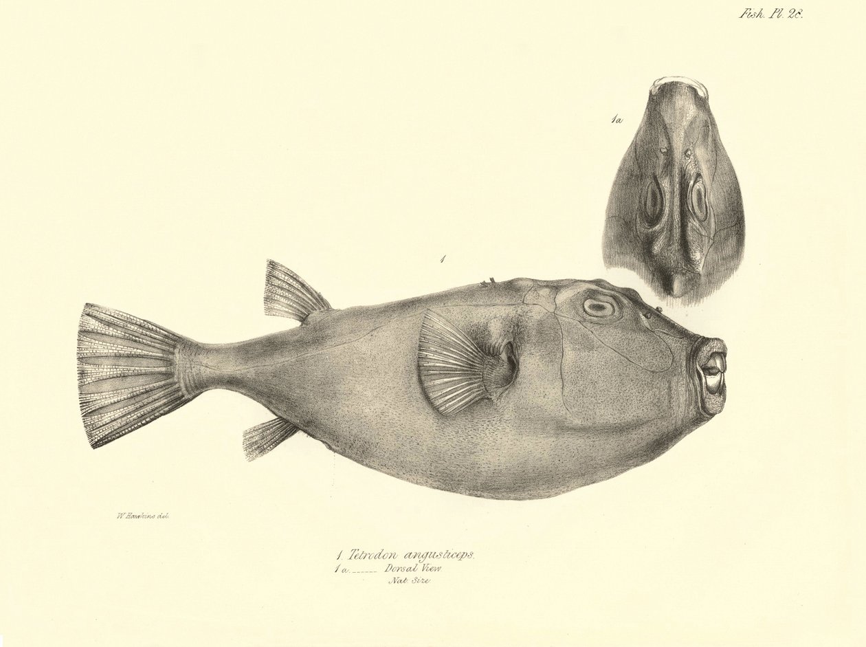 Zoologie : représentation du poisson "Tetrodon (Tetraodon) angusticeps" décrit par Charles Darwin lors de son voyage à bord du Beagle. Planche de "The zoology of the voyage of H.M.S. Beagle under the command of Captain Fitzroy" - Unbekannter Künstler